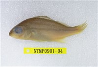 藏品(四帶雞魚)的圖片